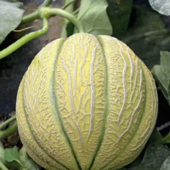 Melon Jenga Bio. Le pot de 10,5 cm