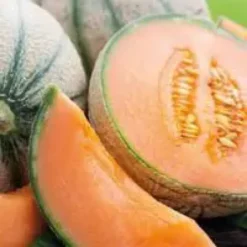 Melon Jenga Bio. Le pot de 10,5 cm