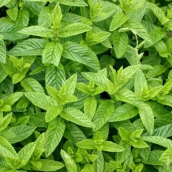 Menthe Marocaine Bio. Le pot de 1 litre