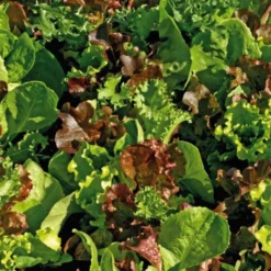 Mesclun Cretois Bio. La barquette de 12 plants