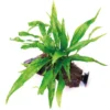 Microsorum pteropus
