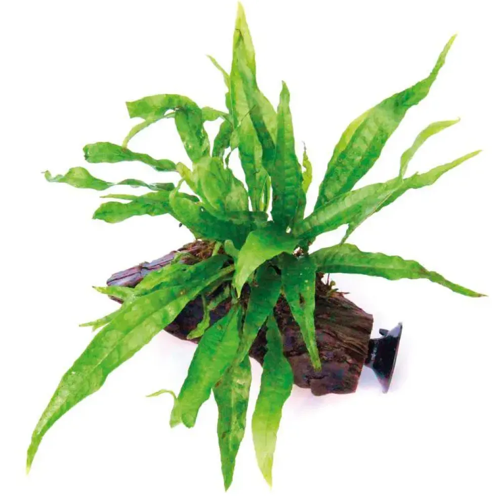Microsorum pteropus