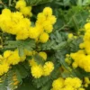 Mimosa greffé – C7