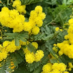 Mimosa greffé – C7
