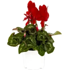 Mini cyclamen rouge - Le pot de diamètre 10,5 cm