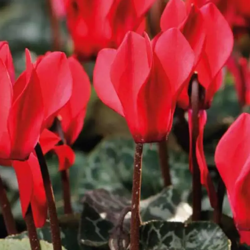 Mini cyclamen rouge - Le pot de diamètre 10,5 cm