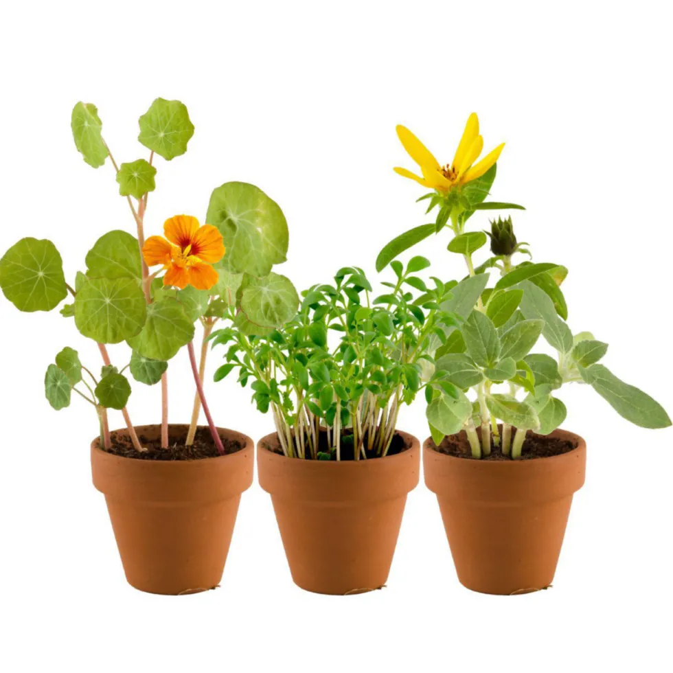Mini-serre 6 pots enfants