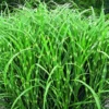 Miscanthus sinensis Zebrinus vert botanic®. Le pot de 4 litres