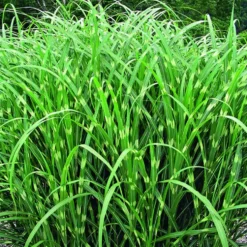 Miscanthus sinensis Zebrinus vert botanic®. Le pot de 4 litres