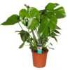 Monstera Deliciosa. Le pot Ø 21 cm