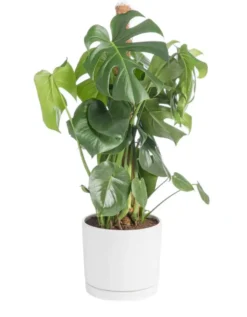 Monstera deliciosa vert sur tuteur mousse en pot blanc émaillé botanic®. Le pot Ø 24 cm