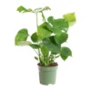 Monstera en touffe vert. Le pot Ø 24 cm