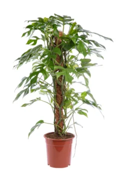 Monstera minima vert. Le pot Ø 12 cm