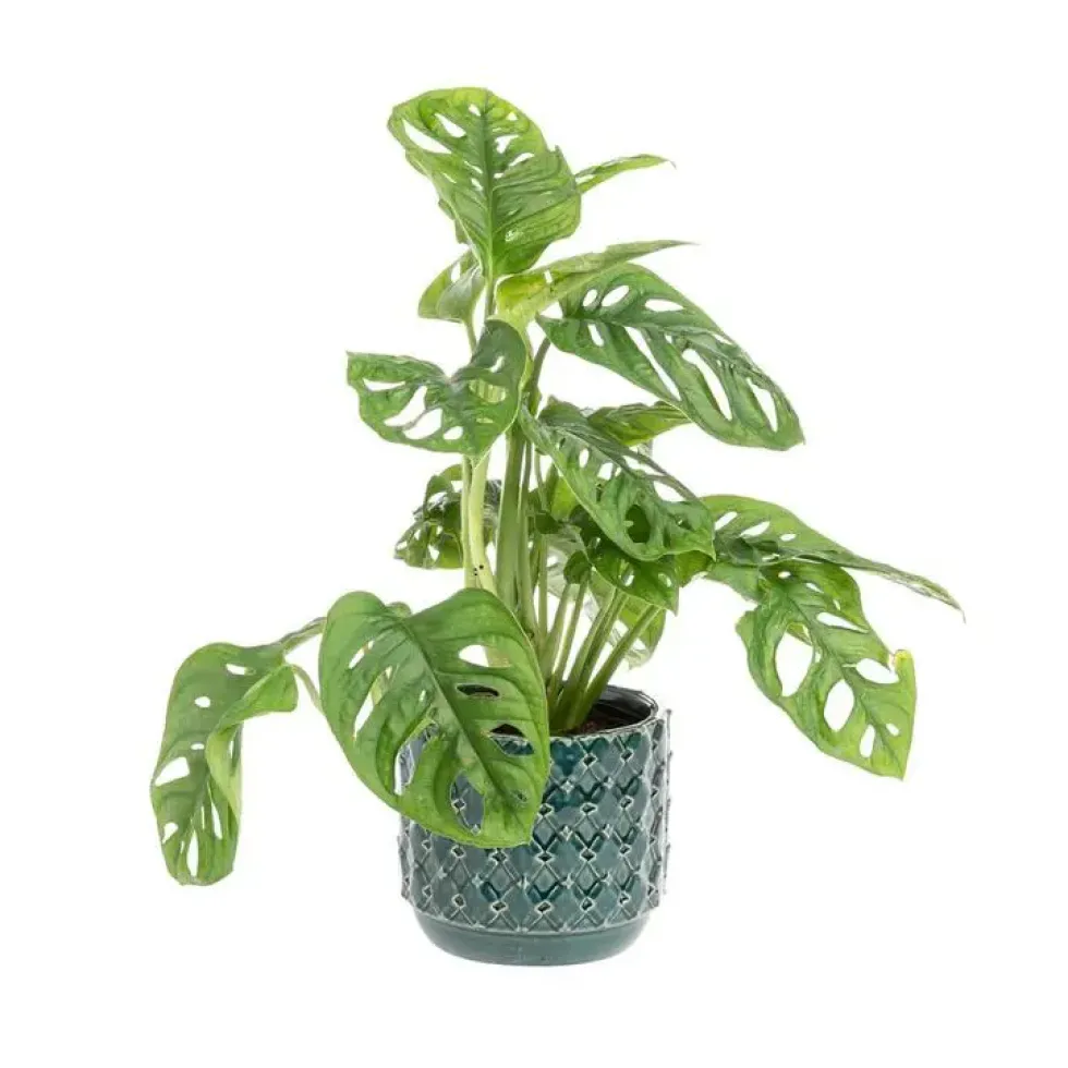 Monstera (Philodendron Monstera Obliqua) + cache-pot céramique, Ø12 cm