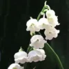 Muguet ou convallaria. Le pot de 1 litre