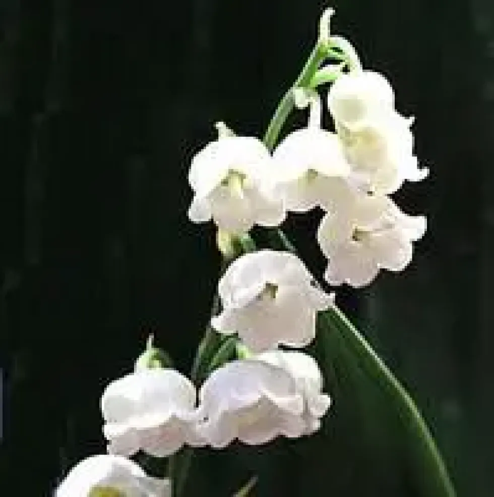 Muguet ou convallaria. Le pot de 1 litre