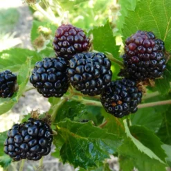 Mure 'Montblanc' Bio. Le pot de 2 litres