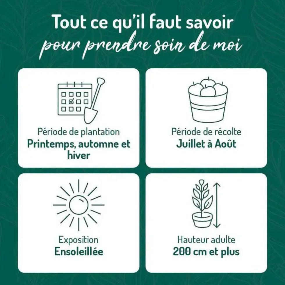 Murier Triple Crown Bio. Le pot de 2 litres
