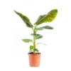 Musa Bananier pot Ø21xH120 cm