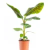 Musa’dwarf Cavendish Bananier Pot Ø35 cm H180 cm