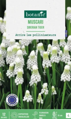Muscari siberian tiger botanic® - 12 bulbes