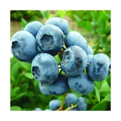 Myrtille Elisabeth Bio. Le pot de 2 litres