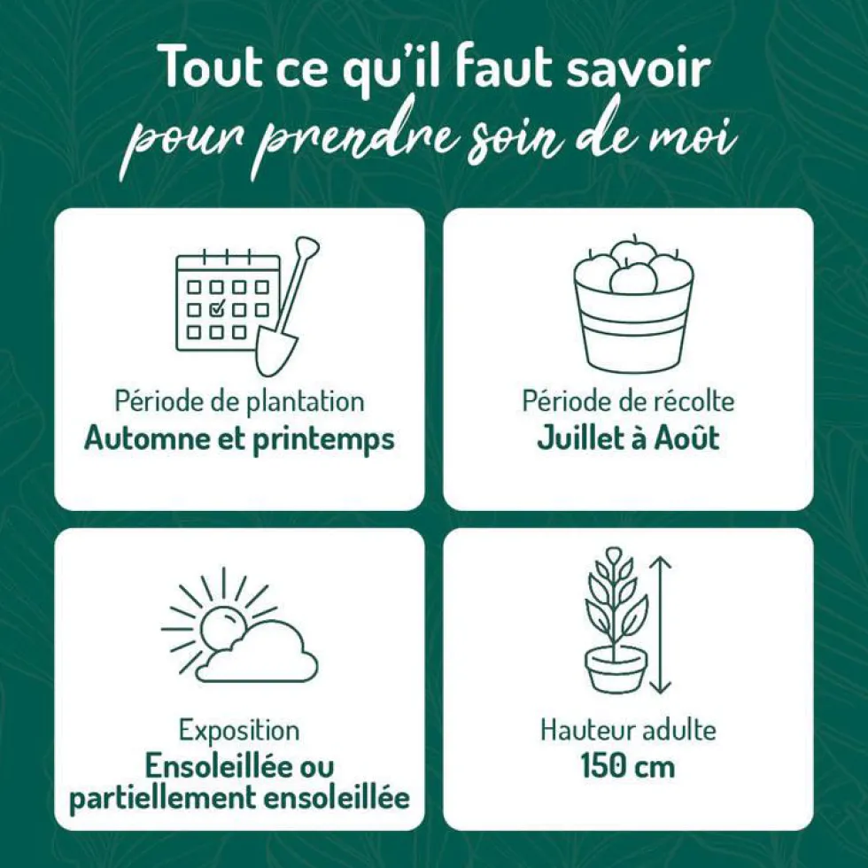 Myrtille Sunshine Blue Bio. Le pot de 2 litres
