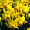 Narcisse Attraction - Le pot de 1 litre