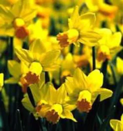 Narcisse Attraction - Le pot de 1 litre