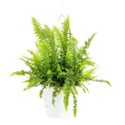 Nephrolepis Green Lady suspension Ø18xH35 cm