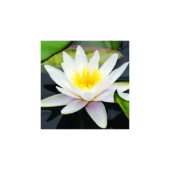 Nénuphar 3L blanc