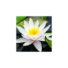 Nénuphar 'Marliacea Albida'