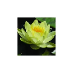 Nénuphar 'Marliacea Chromatella'