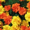 Oeillet d'inde - La barquette de 4 plants