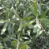 Olea Europaea ou Olivier Extra en pot de 230 L