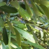 Olea Europaea ou Olivier Tige 10/12 en pot de 23 L