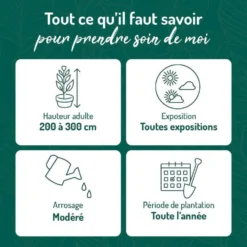 Olivier de Bohême argent. Le pot de 3 litres
