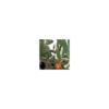 Opuntia Vulgaris ou Figuier de Barbarie en pot de 9 L