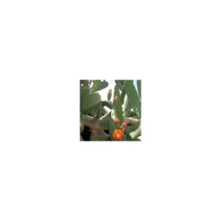 Opuntia Vulgaris ou Figuier de Barbarie en pot de 9 L