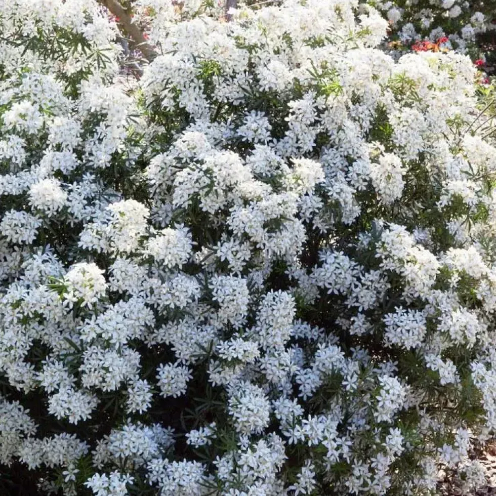 Oranger du Mexique White Dazzler (Choisya Ternata). Le pot de 4 litres