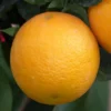 Oranger. Le pot de 7 litres
