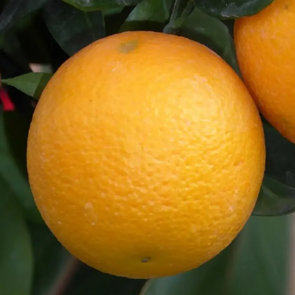 Oranger. Le pot de 130 litres