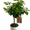 Oranger Washington 1/4 tige coloris orange - 5 L