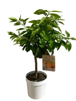 Oranger Washington 1/4 tige coloris orange - 5 L