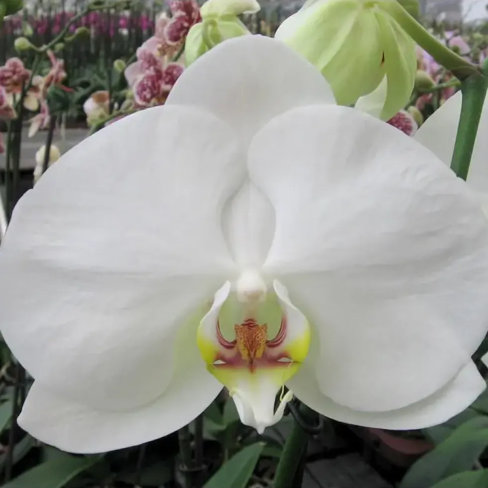 Orchidée Phalaenopsis blanc 2 branches. Pot 12 cm