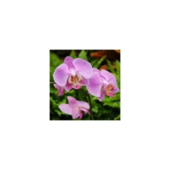 Orchidée Phalaenopsis 2 branches arceau. Pot 12 cm