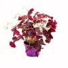 Oxalis (trèfle pourpre) violet. Le pot Ø 12 cm