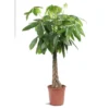 Pachira ou Châtaignier de Guyane pot Ø32 cm/ H195 cm