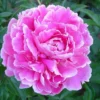 Paeonia Alice Crousse - Le pot de 2 litres