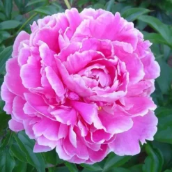 Paeonia Alice Crousse - Le pot de 2 litres
